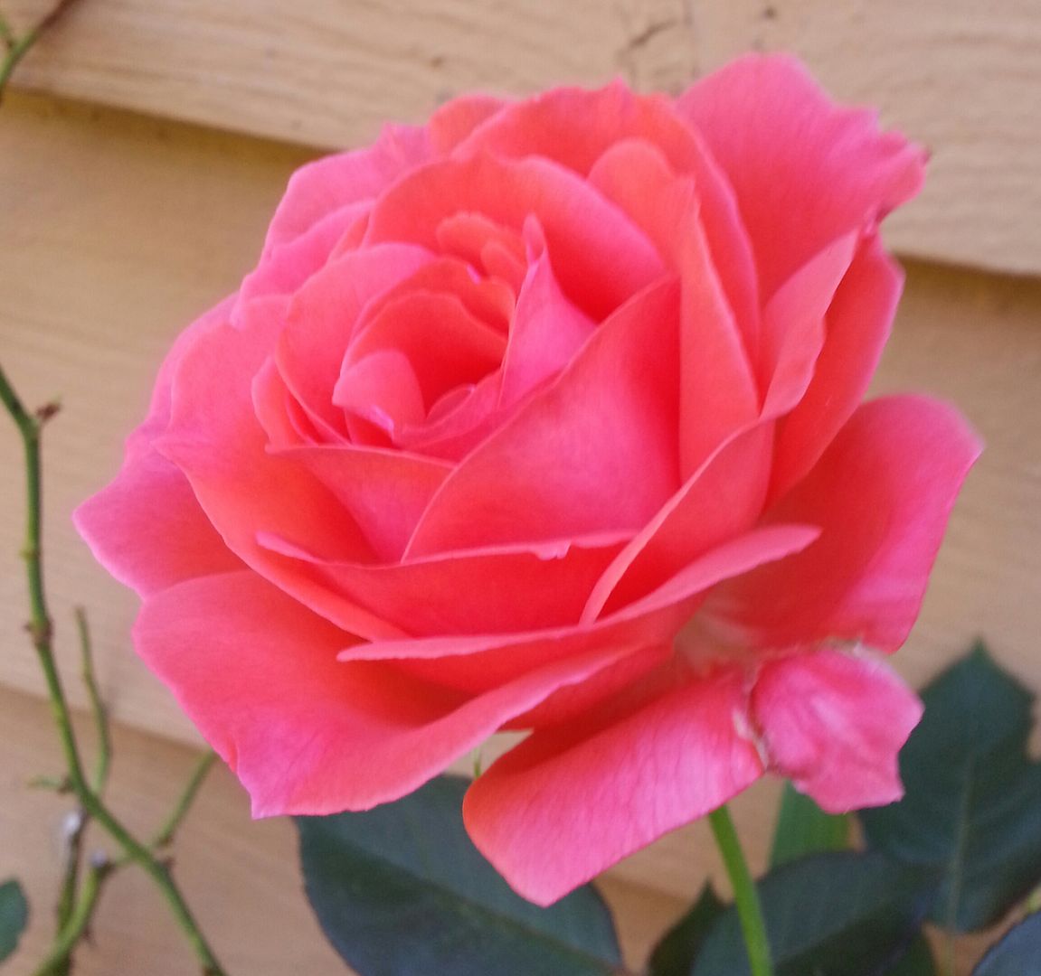  photo 20140805_110039-1_zps9jhrszii.jpg